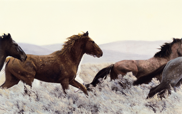 Illustration of four wild horses running.