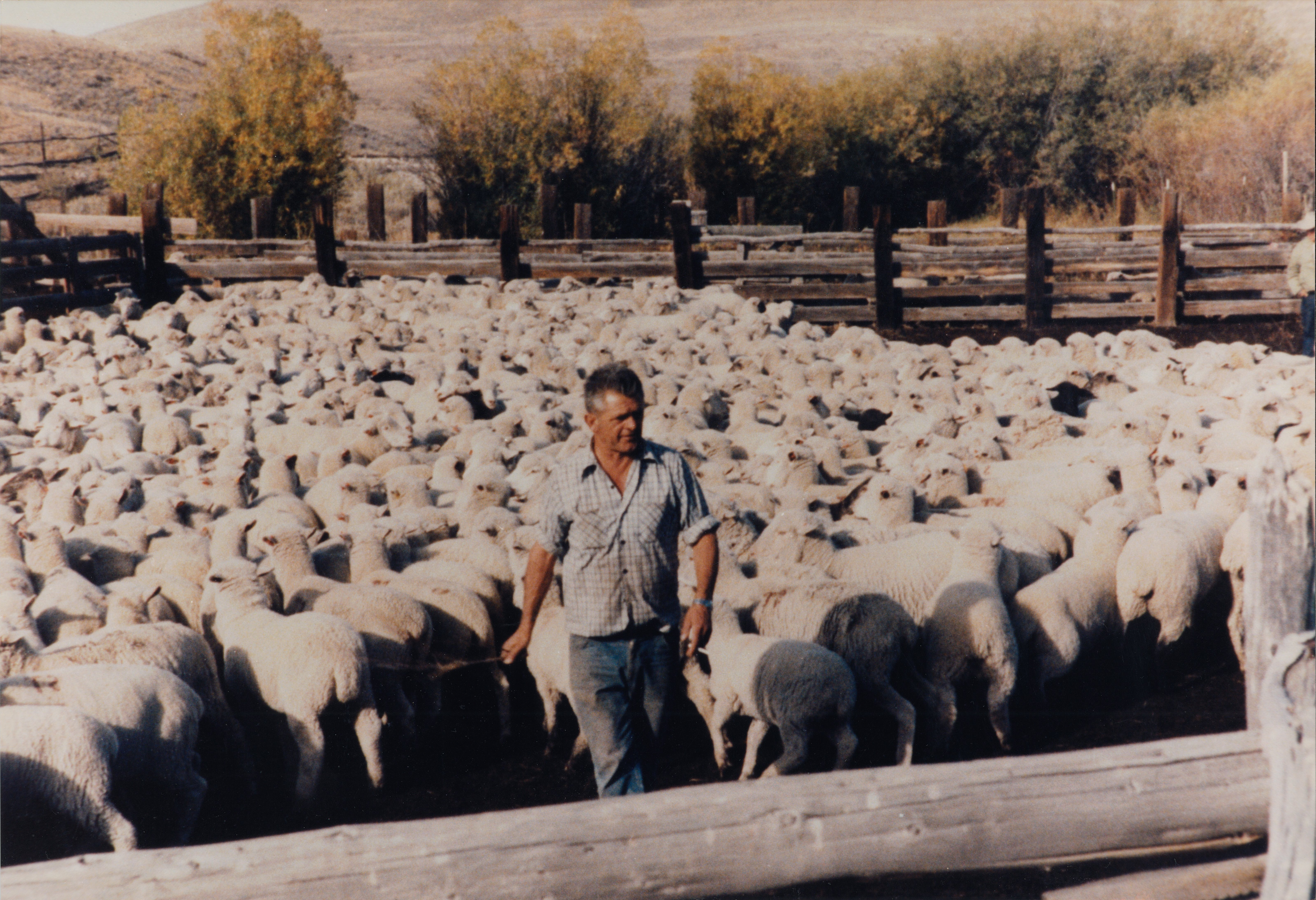 Juan Juaristi, sheepherder