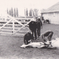 Branding a Calf at the HB Ranch - undated